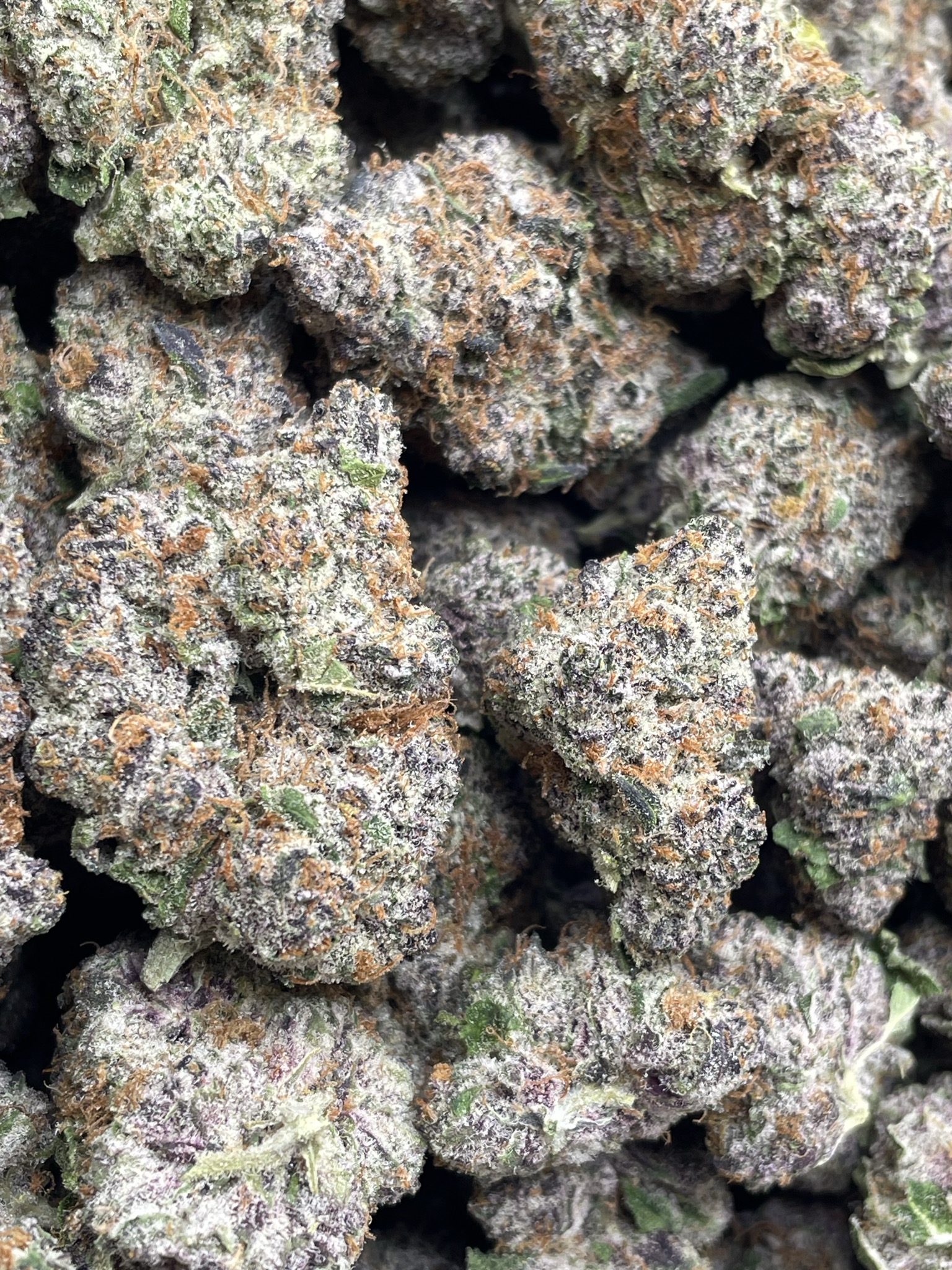 PLATINUM HUCKLEBERRY RUNTZ